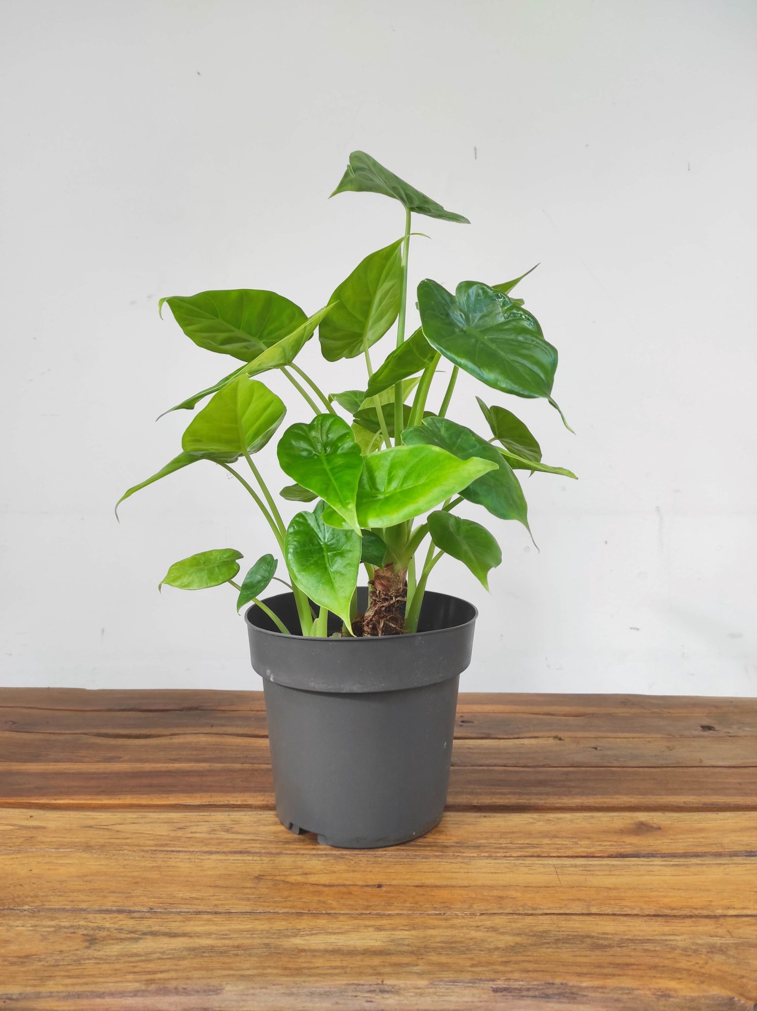Alocasia Cucullata - Image 2