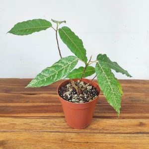 Ficus 'Snowstorm'