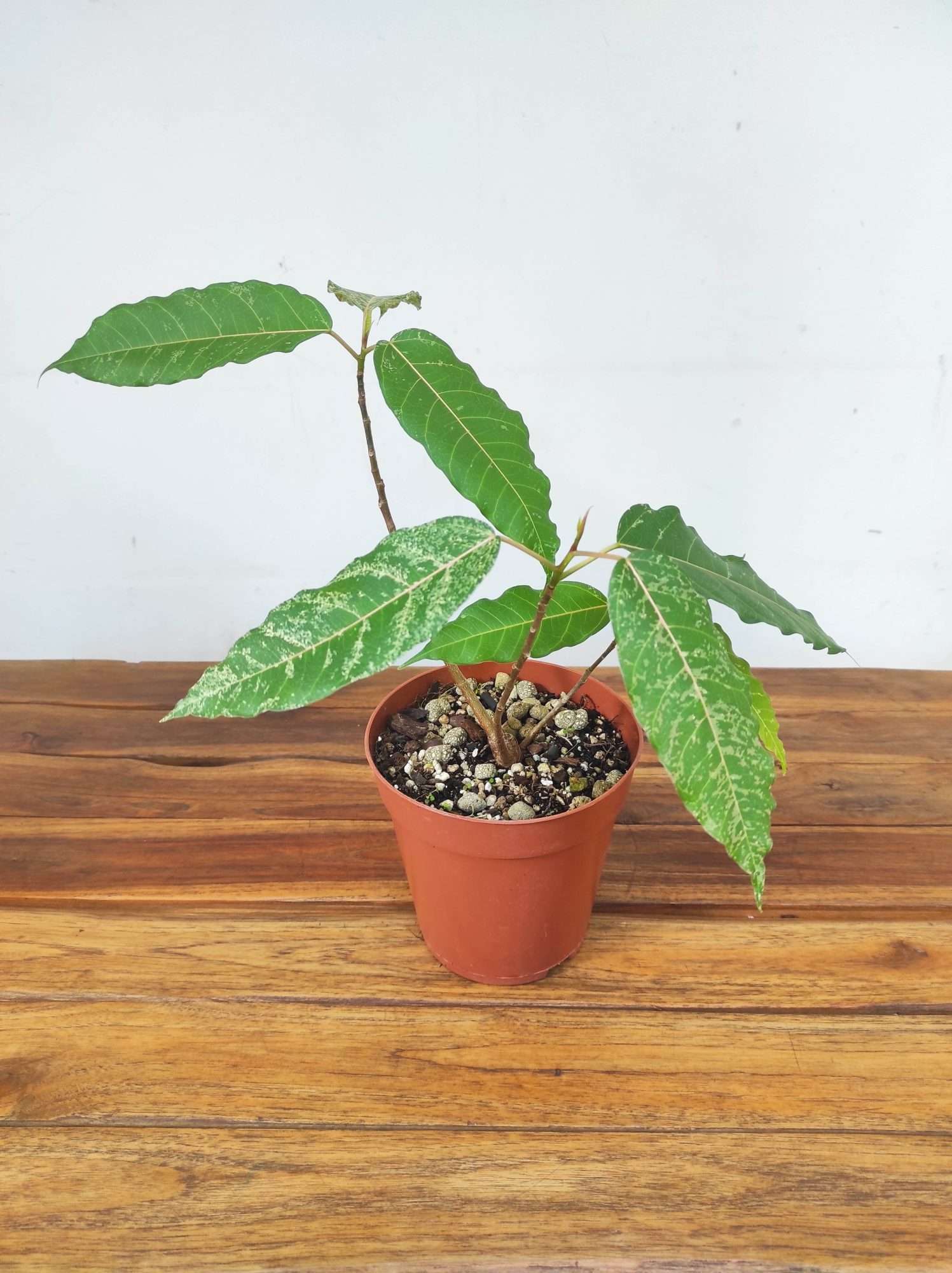 Ficus 'Snowstorm'