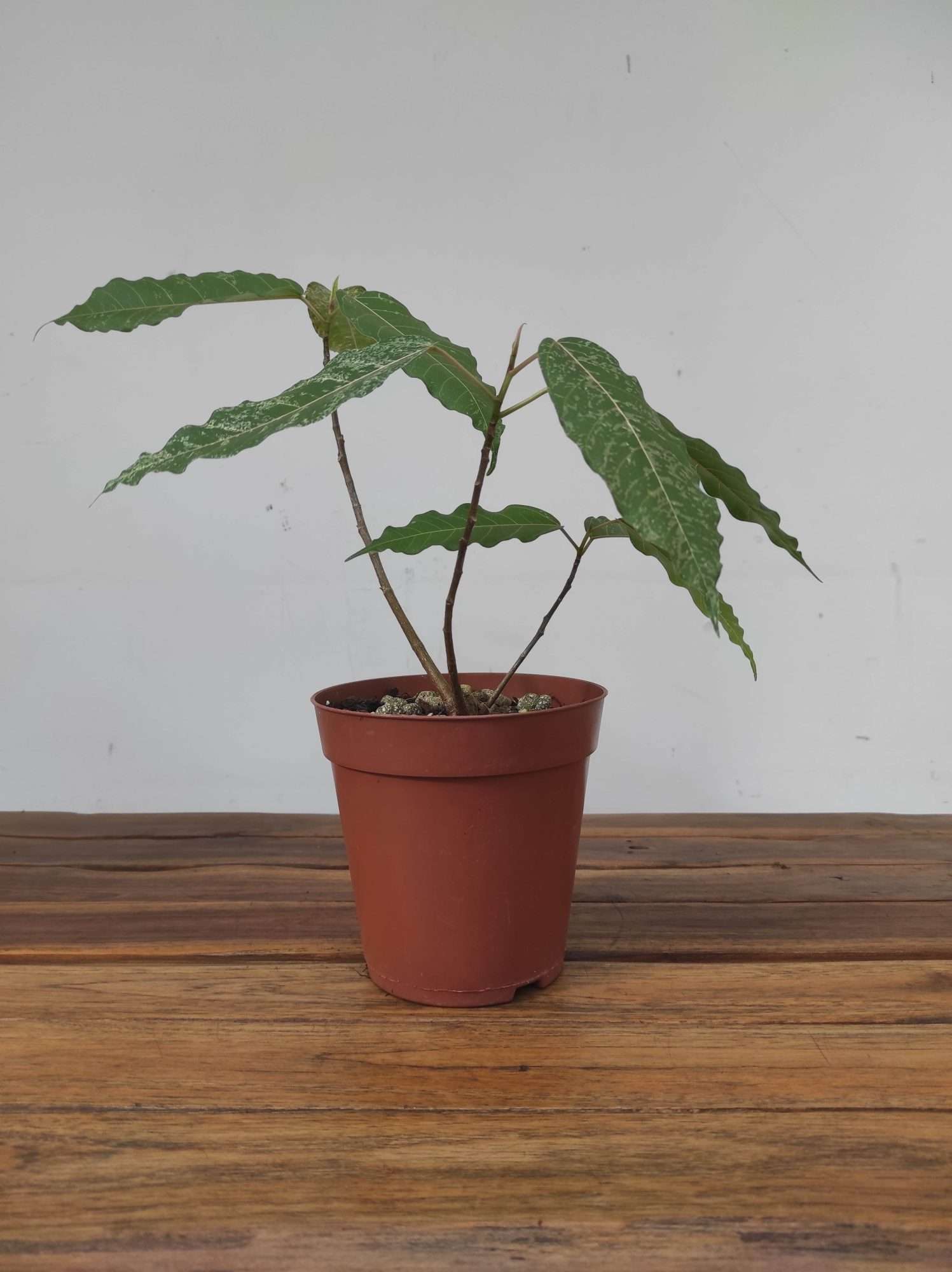Ficus 'Snowstorm' - Image 2