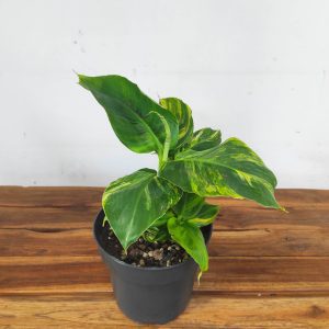 Musa Acuminata - V.17