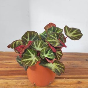 Begonia - V.24