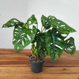 Monstera Obliqua 'Leichtlinii'