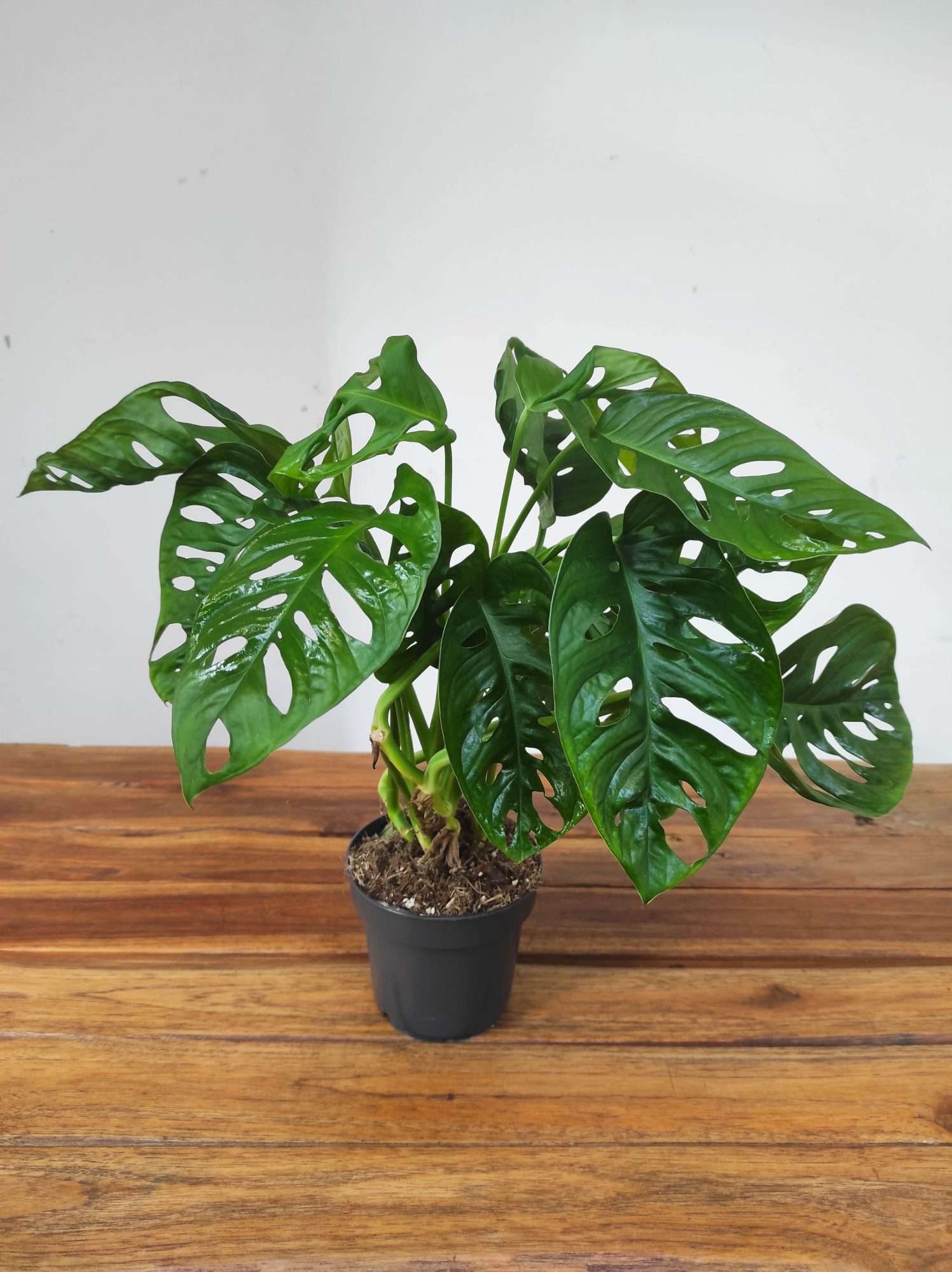 Monstera Obliqua 'Leichtlinii'