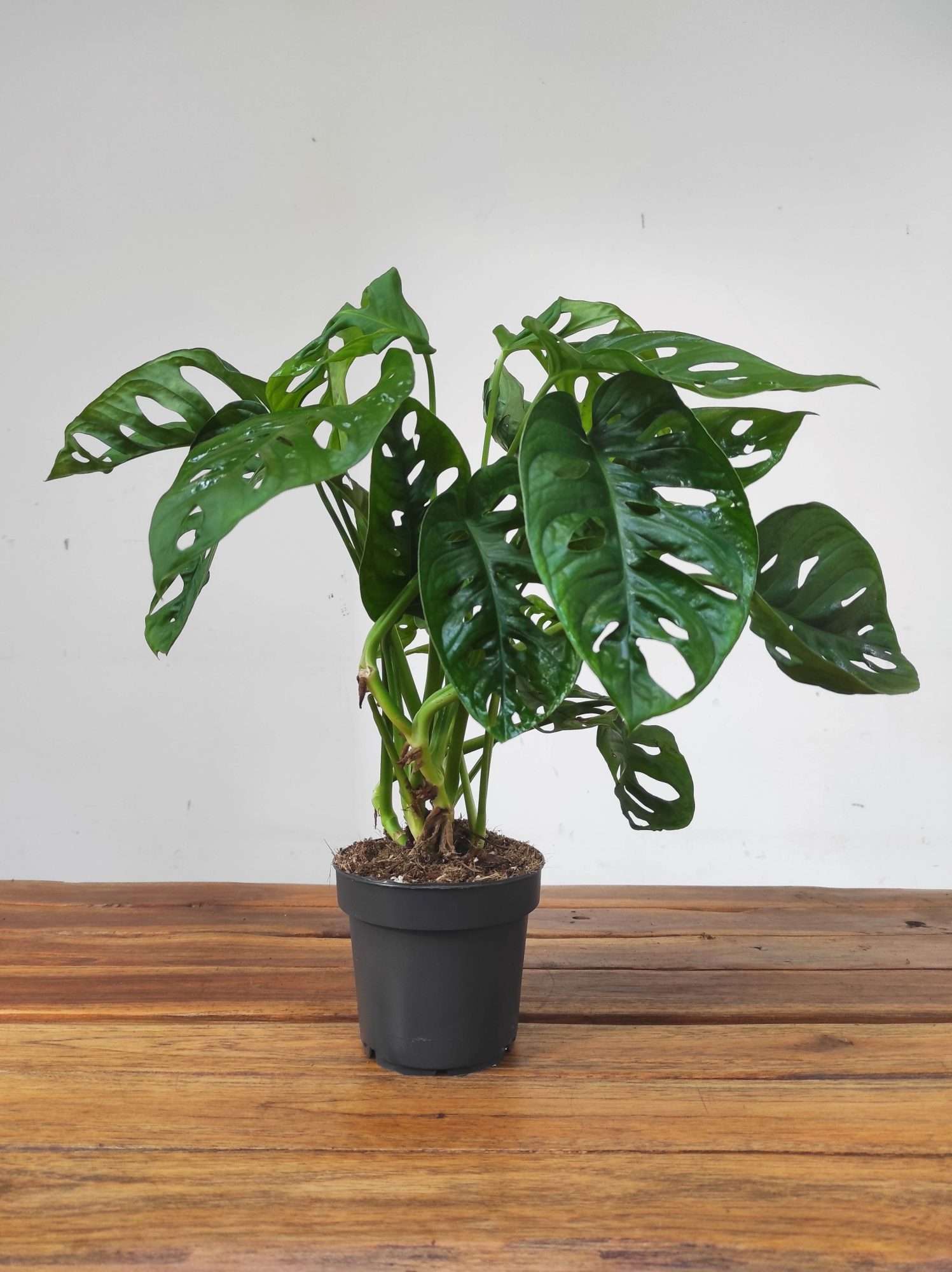 Monstera Obliqua 'Leichtlinii' - Image 2