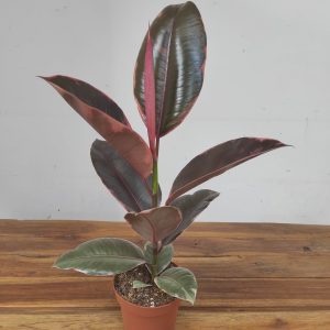 Ficus Elastica Belize