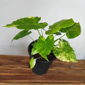 Alocasia Gageana Variegata