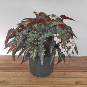Begonia Maculata - V.23