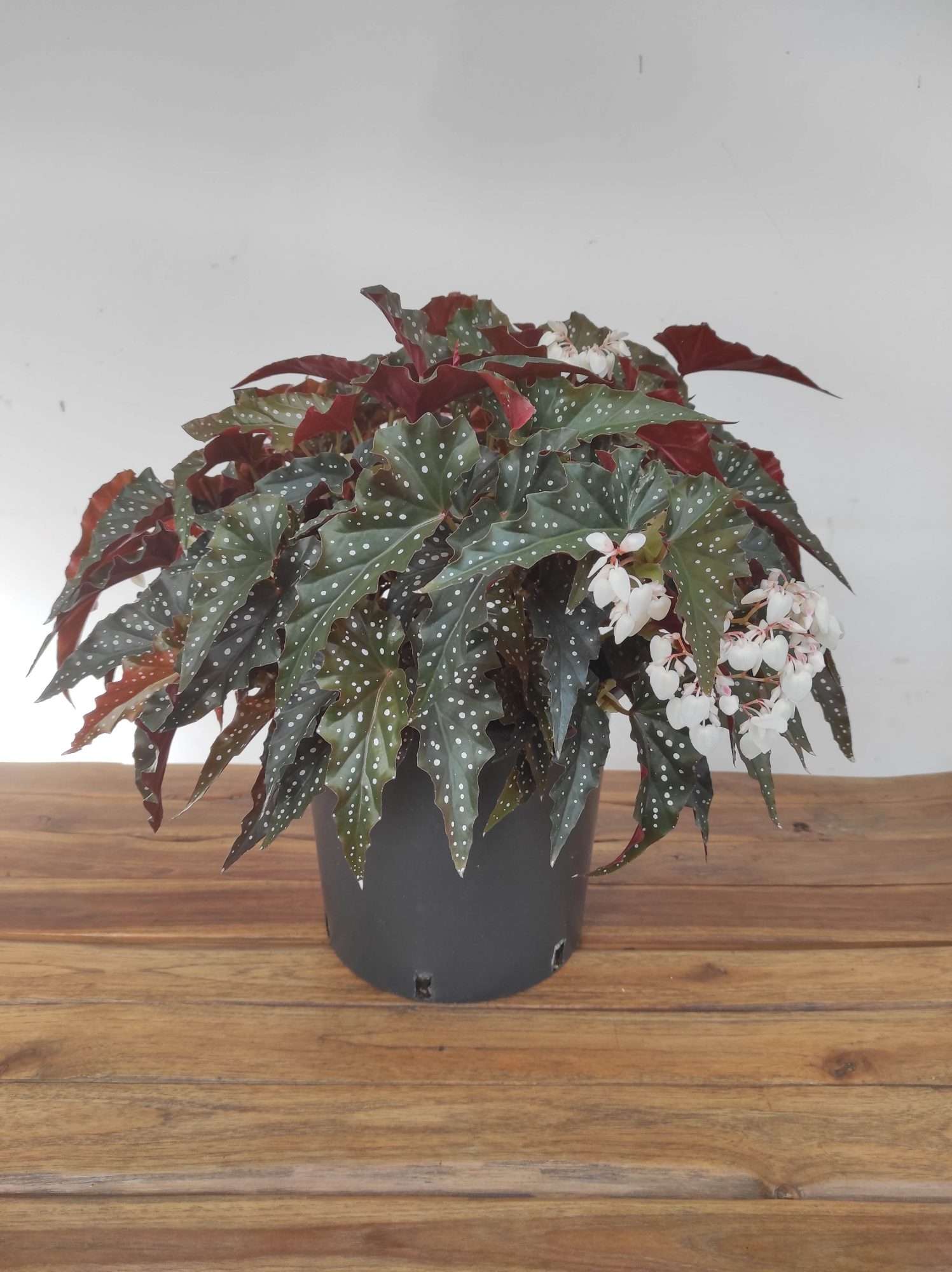Begonia Maculata - V.23