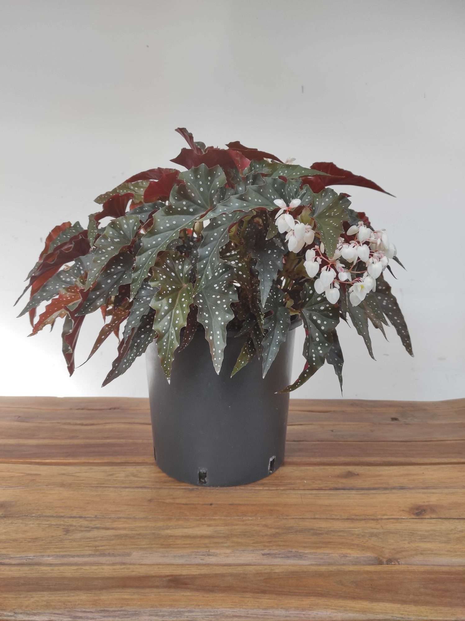 Begonia Maculata - V.23 - Image 2