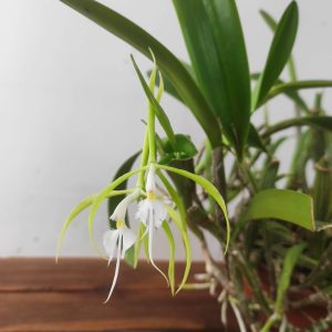 Epidendrum Ciliare