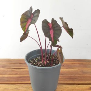 Colocasia V.12