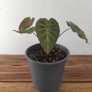 Colocasia V.21