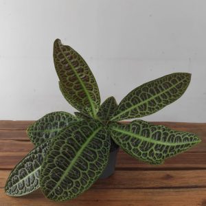 Labisia Obtusifolia 'Kura Kura'