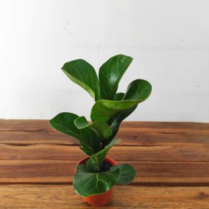 Ficus Lyrata Bambino