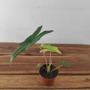Alocasia 'Batwing'