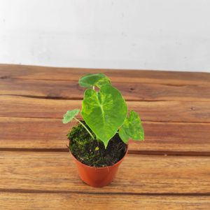 Alocasia Drydeck 'Round Leaf'