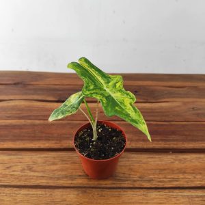 Alocasia Portei