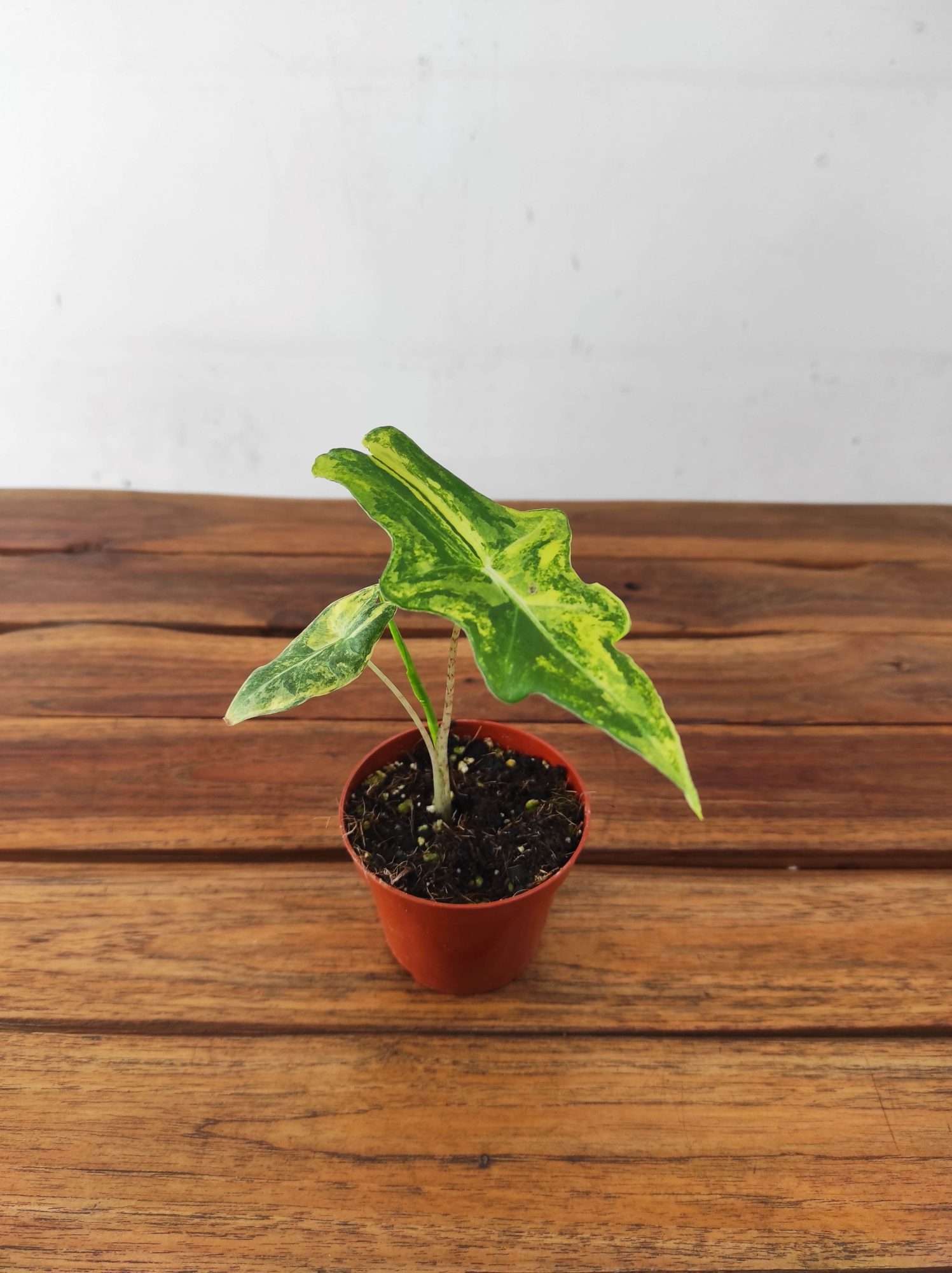 Alocasia Portei
