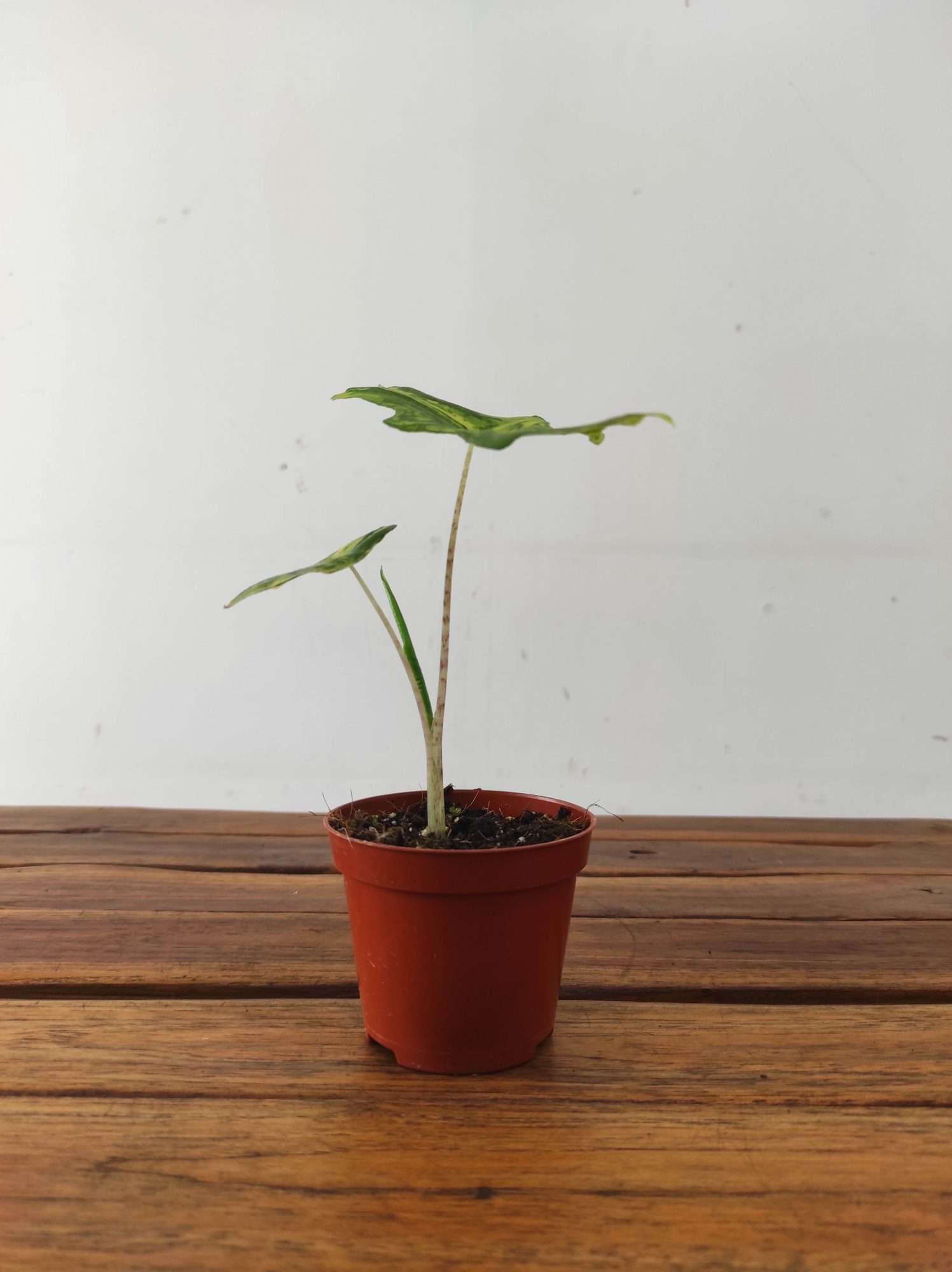 Alocasia Portei - Image 2