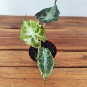 Alocasia Venom 'Pink'
