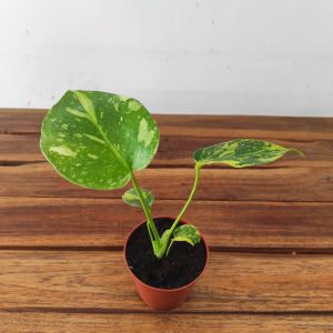 Monstera Variegata 'Electrolyte'