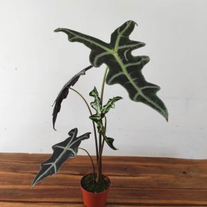 Alocasia Nobilis