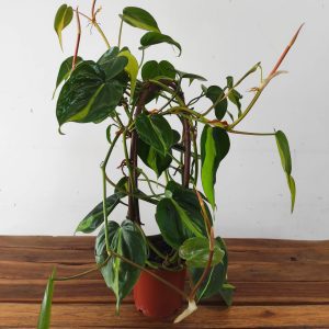 Epipremnum V.12