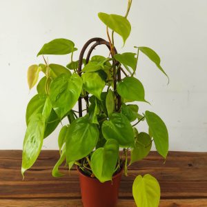 Epipremnum V.12