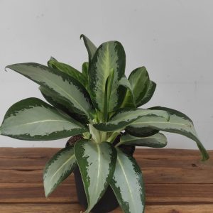 Aglaonema Sylver 'Blue'