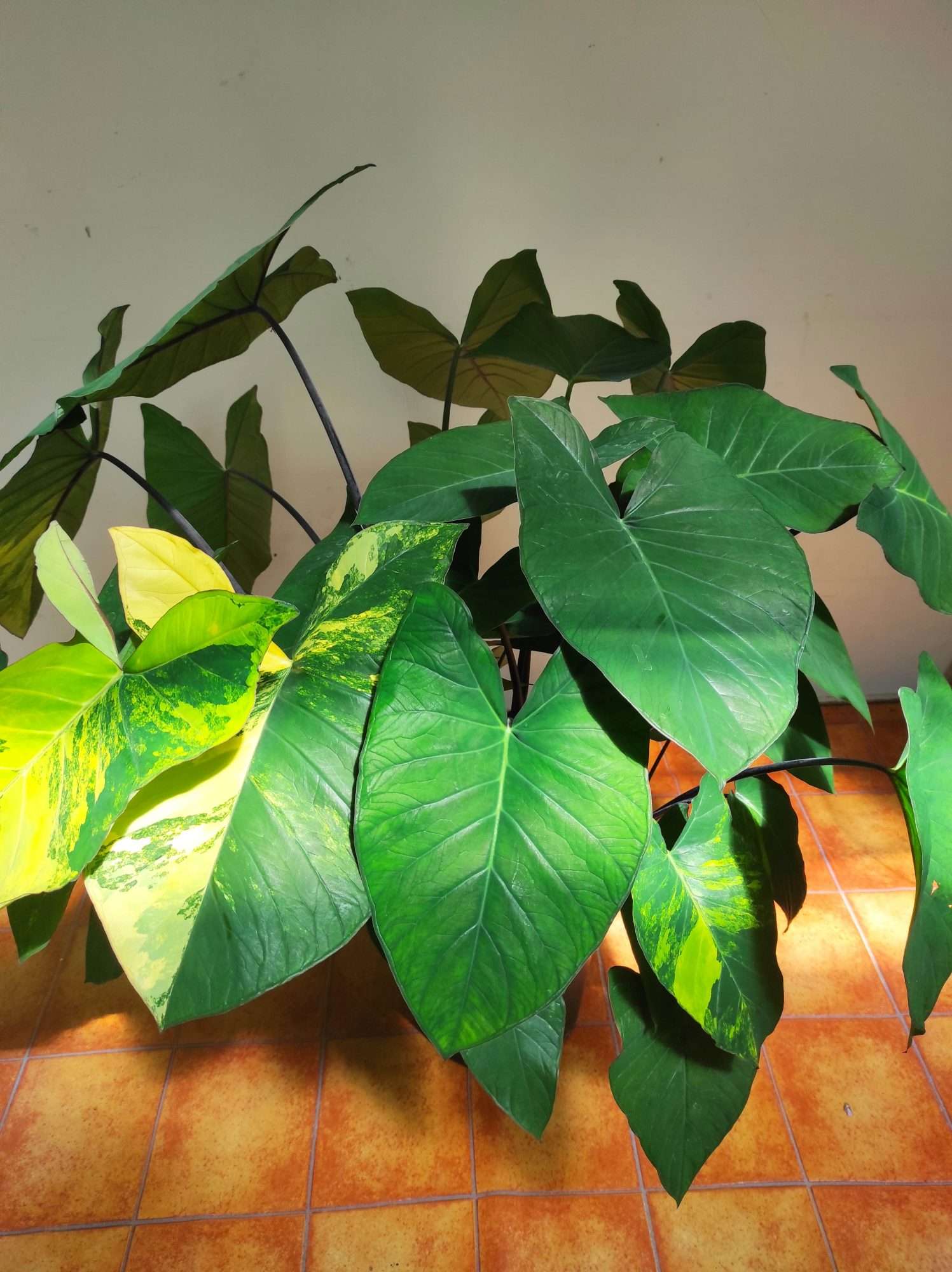 Colocasia - Image 3