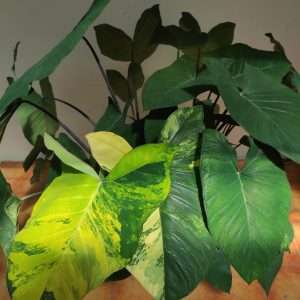 Colocasia