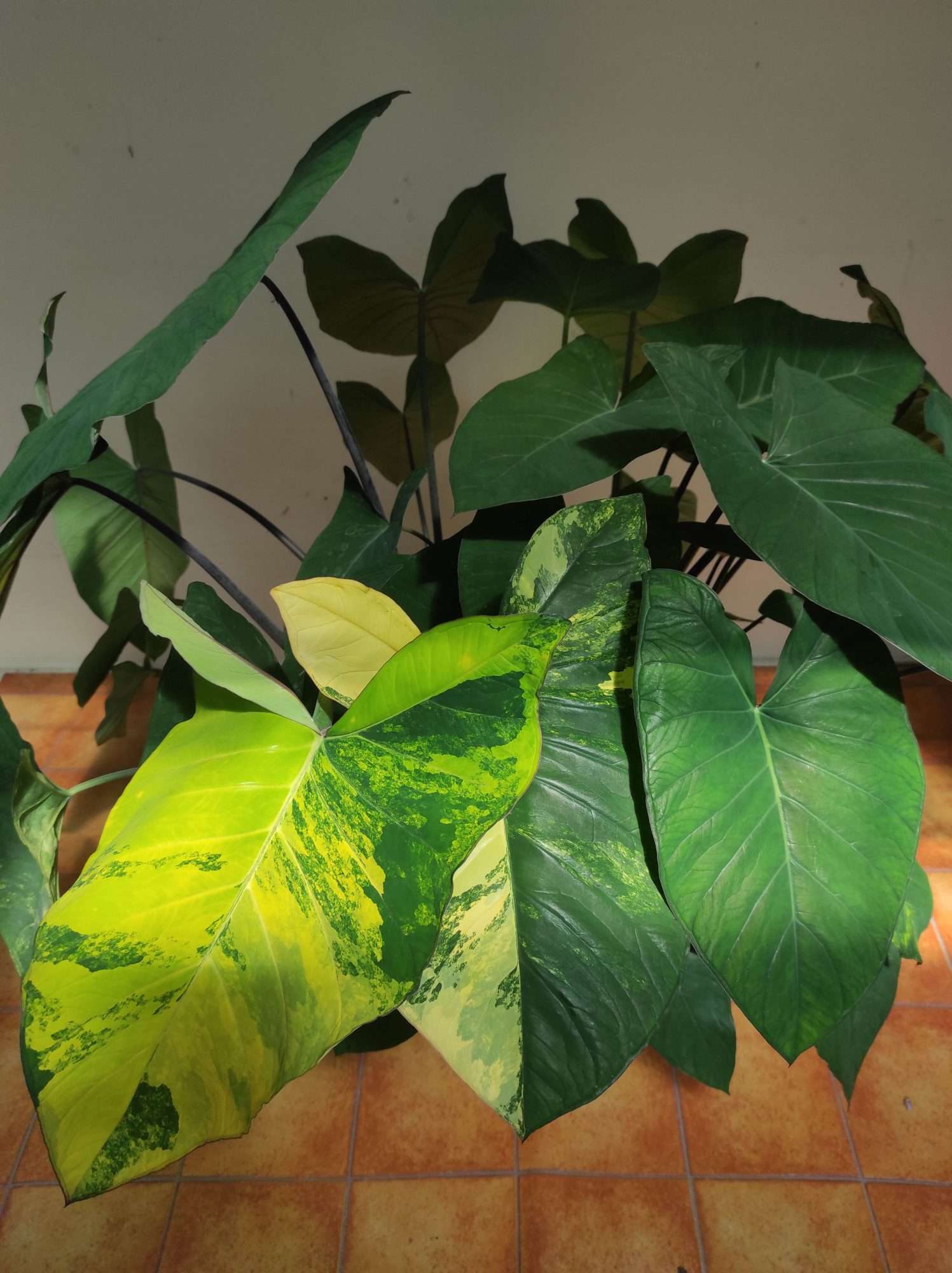 Colocasia