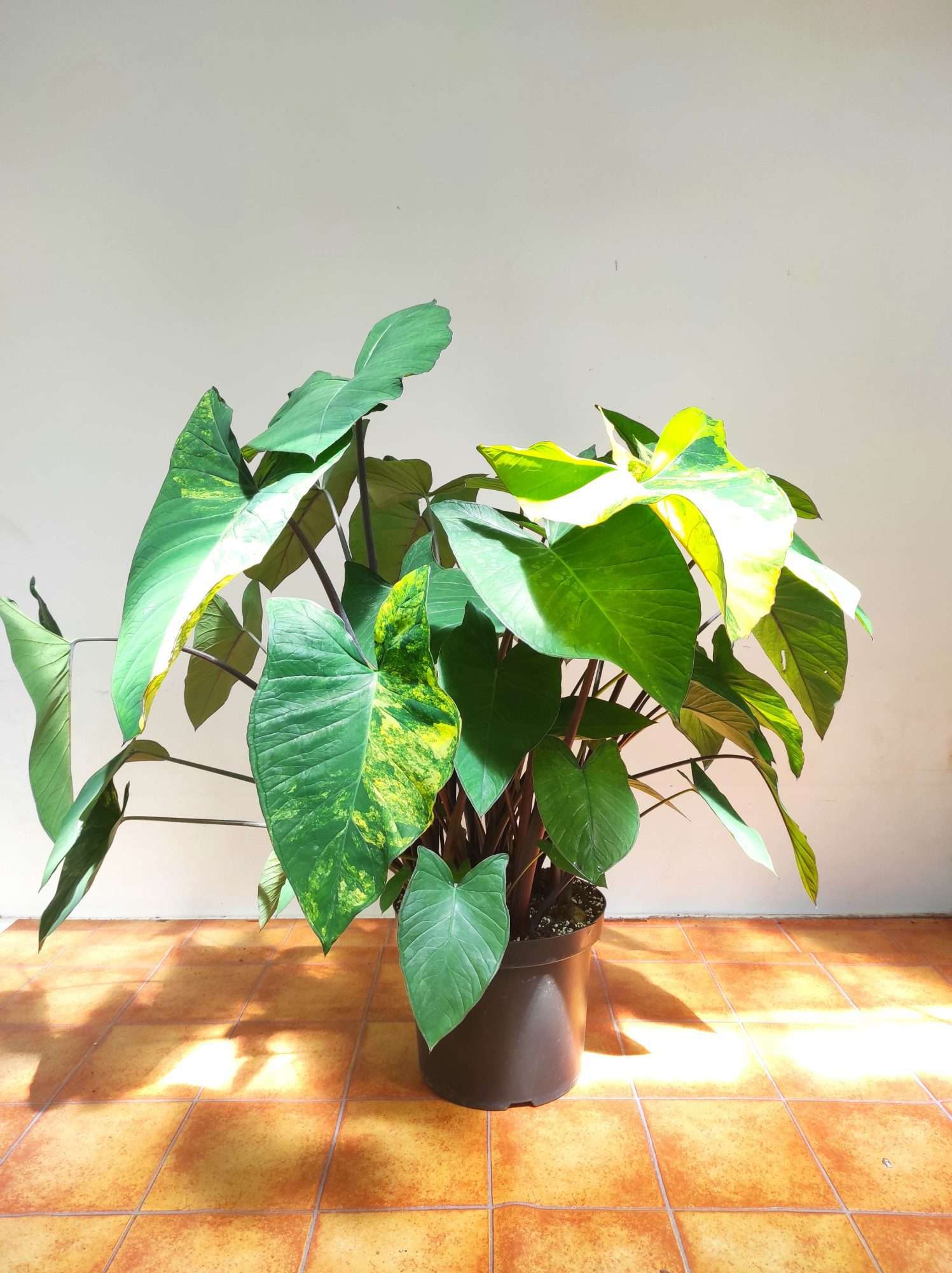 Colocasia - Image 2