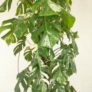 Monstera Deliciosa Variegata C/Tutor