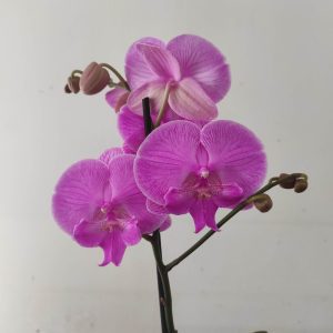 Phalaenopsis - 1 Haste