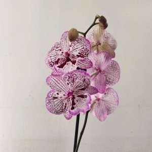 Phalaenopsis - 1 Haste