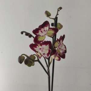 Phalaenopsis - 1 Haste