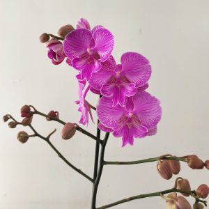 Phalaenopsis - 1 Haste