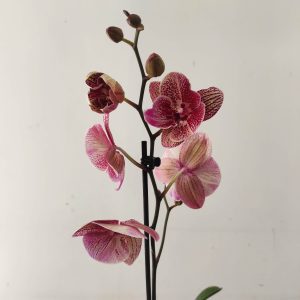 Phalaenopsis - 1 Haste