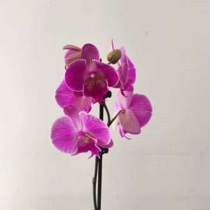 Phalaenopsis - 1 Haste