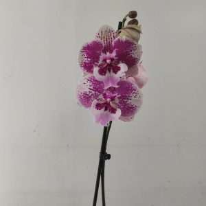 Phalaenopsis - 1 Haste
