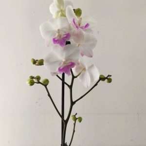 Phalaenopsis - 1 Haste