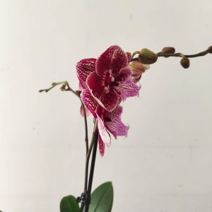 Phalaenopsis - 1 Haste