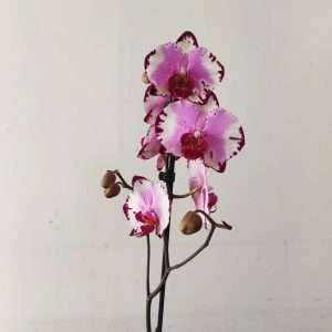 Phalaenopsis - 1 Haste