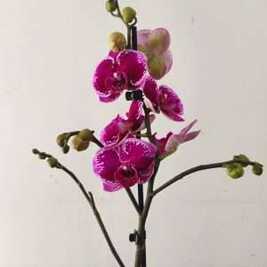 Phalaenopsis - 1 Haste