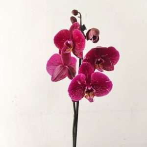 Phalaenopsis - 1 Haste
