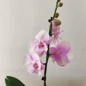 Phalaenopsis - 1 Haste