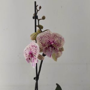 Phalaenopsis - 1 Haste
