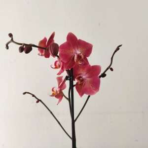 Phalaenopsis - 1 Haste